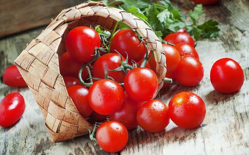 گوجه فرنگی تراریخته در ایران