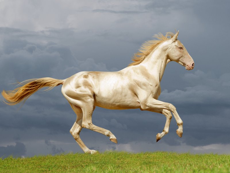 اسب عرب ترکمن