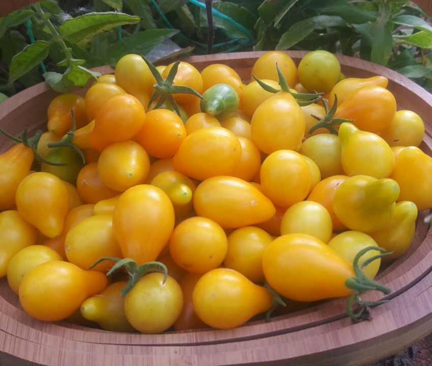 گوجه فرنگی گلابی