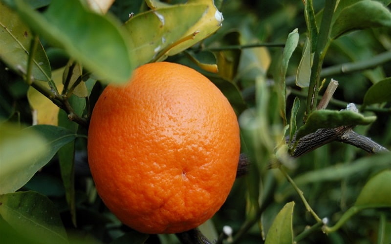 نارنگی پیوندی با پرتقال