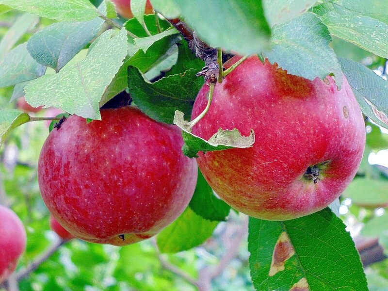 سیب درختی دماوند