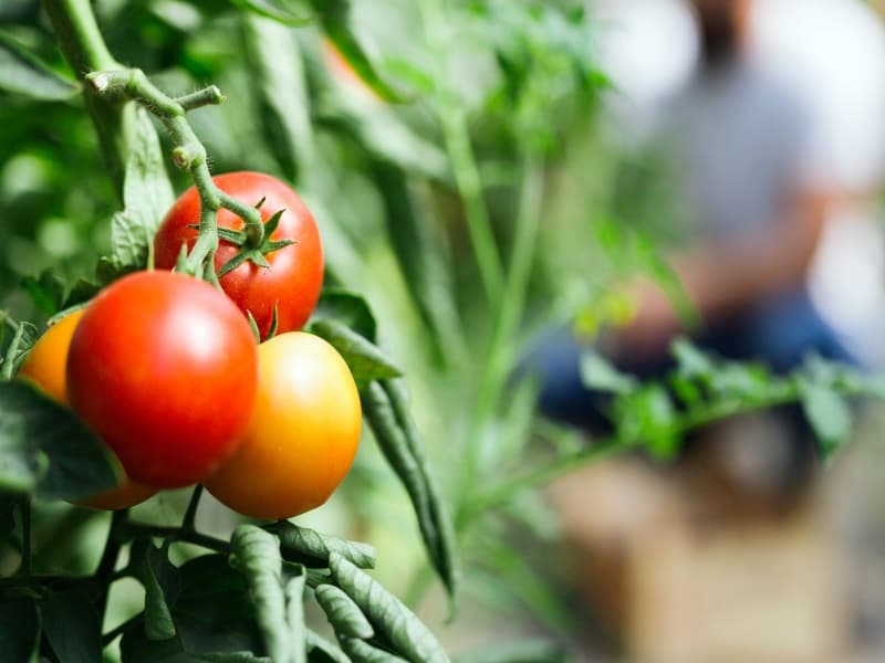 انواع گوجه فرنگی صادراتی
