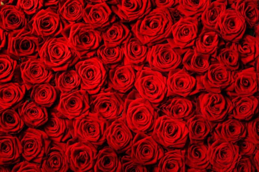 گل محمدی قرمز