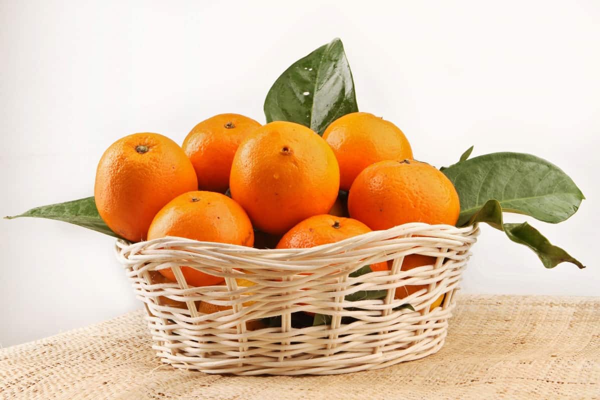 پرتقال محلی دزفول