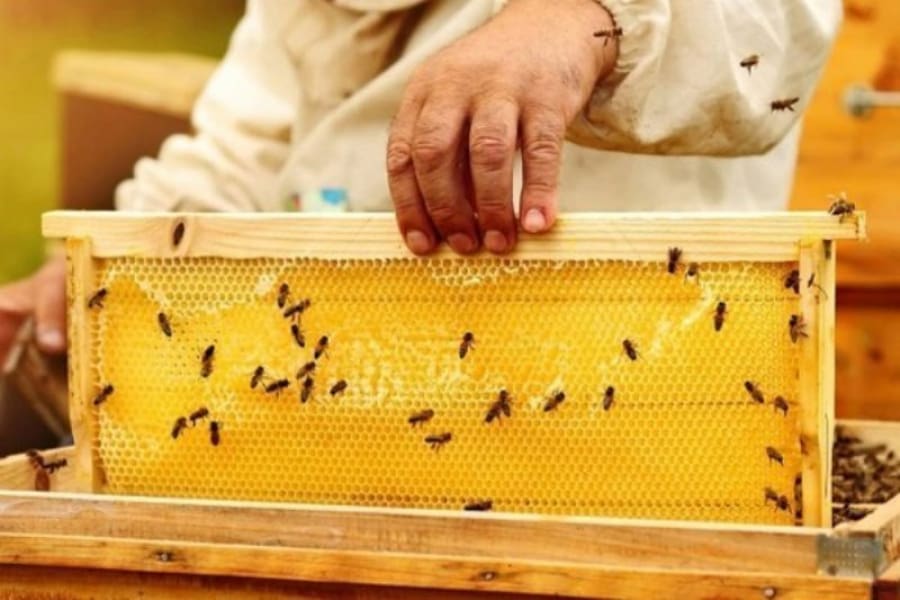 عسل طبیعی جیرفت