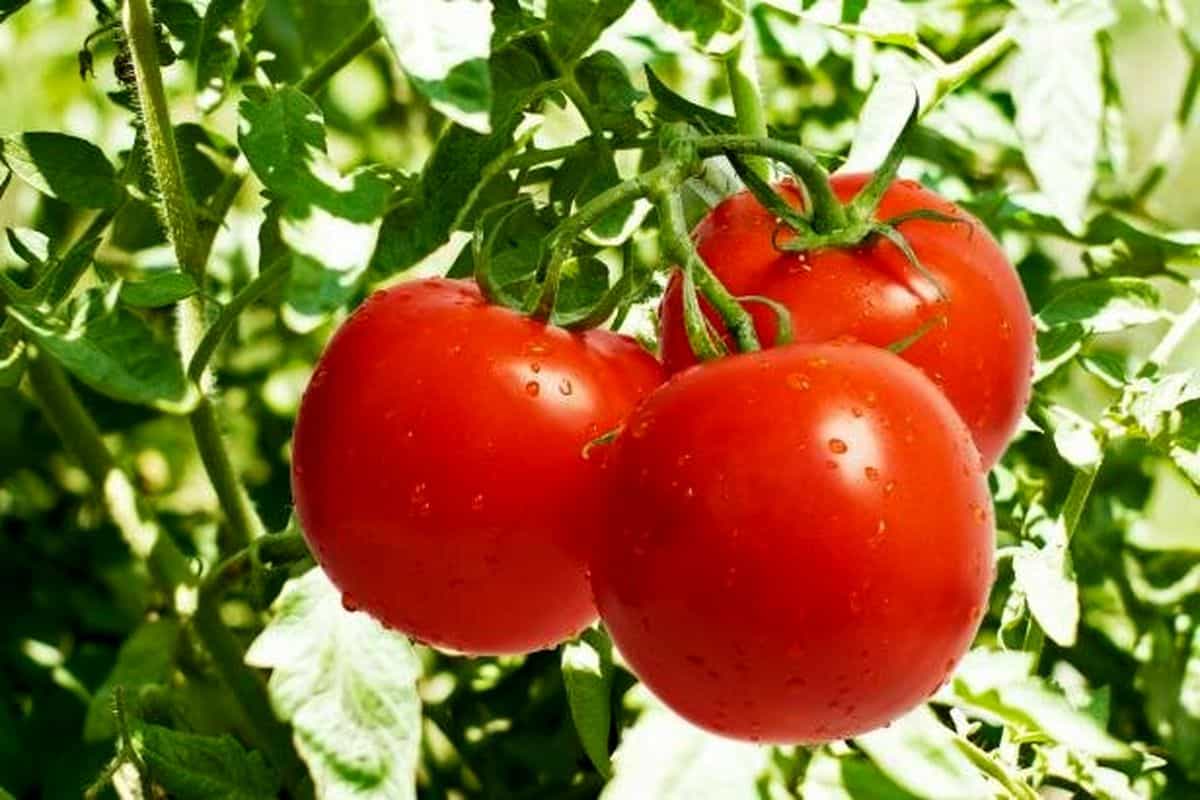 گوجه فرنگی ضد نفخ