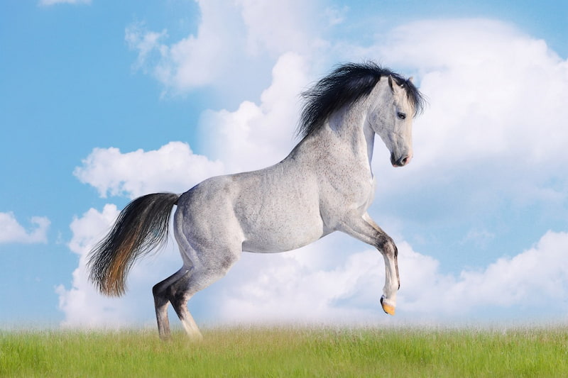 اسب عرب سفید