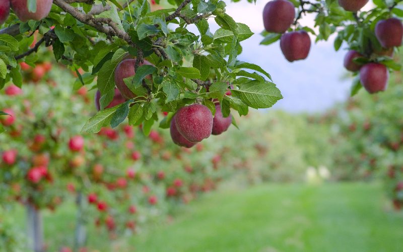 سیب درختی فرانسوی