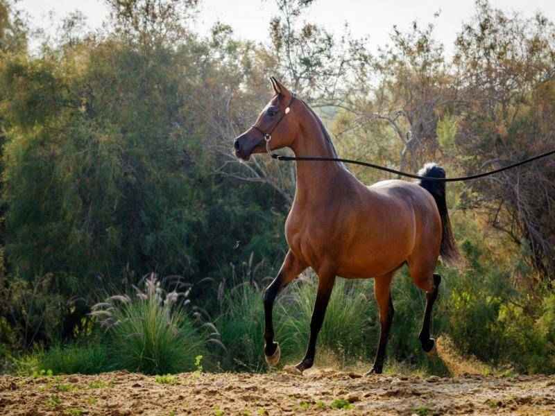 فروش اسب عرب دوسر وارداتی
