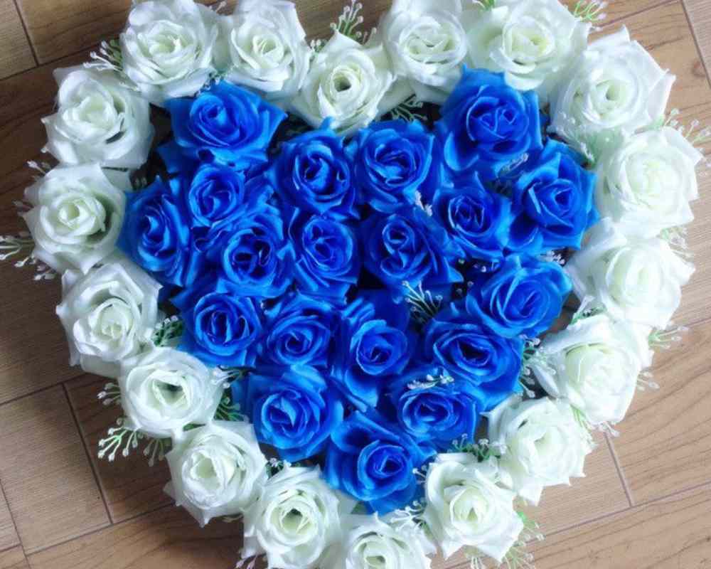  گل رز آبی و سفید