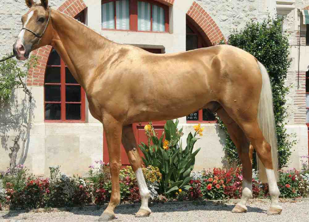 اسب ترکمن قد بلند