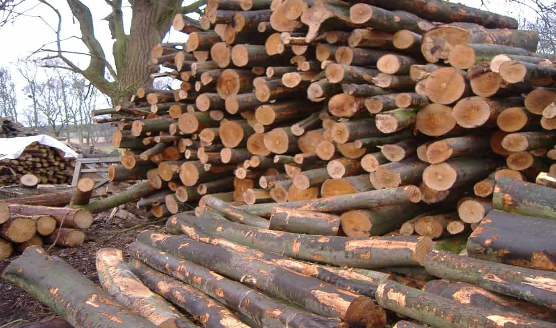 چوب درخت کاج