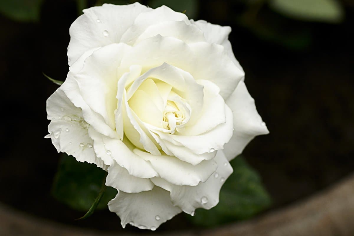 بذر گل رز سفید