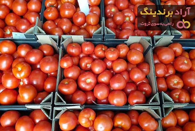 قیمت گوجه فرنگی صادراتی