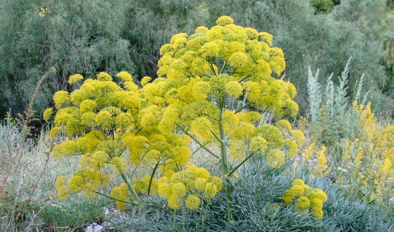 گیاه آنغوره در استان فارس