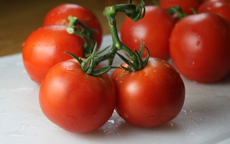 روش تشخیص گوجه فرنگی تراریخته