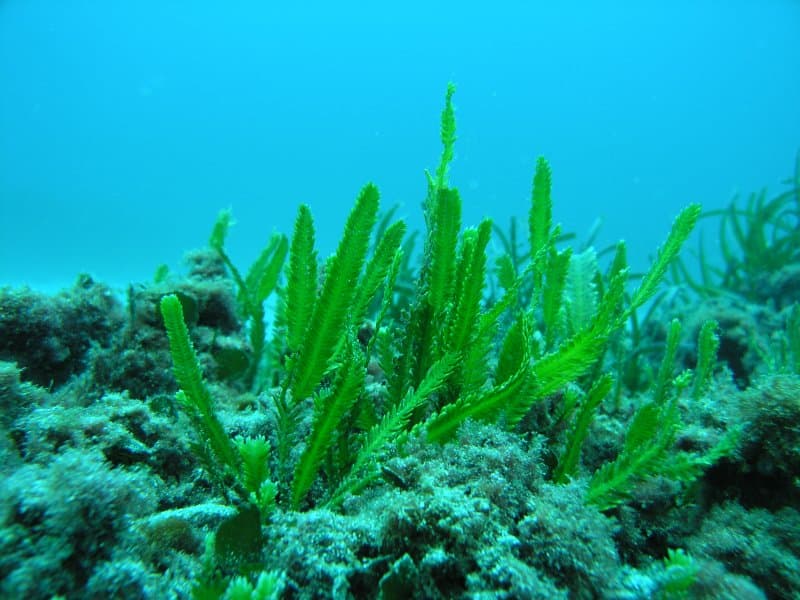 جلبک سبز دریایی