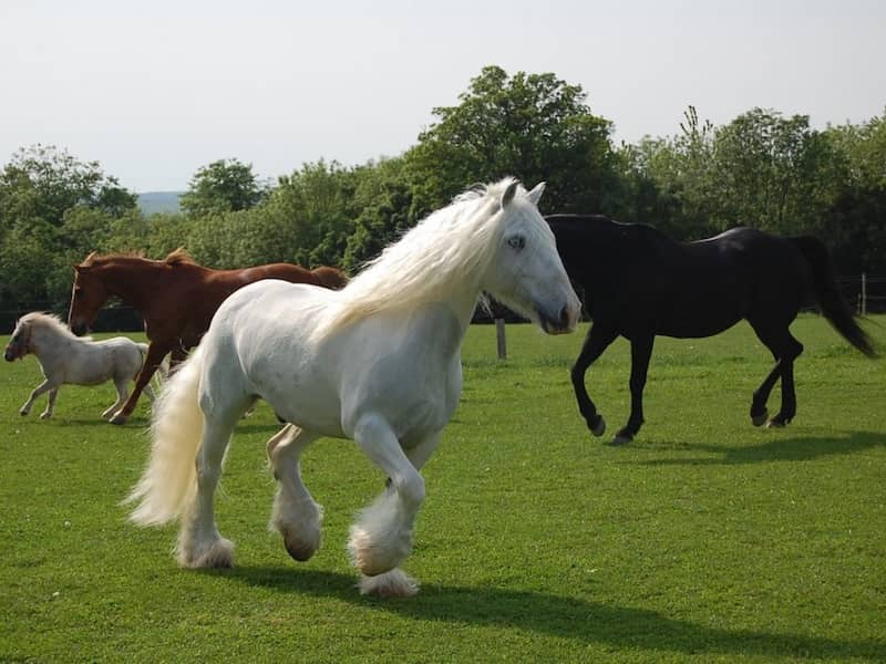 اسب شایر سفید
