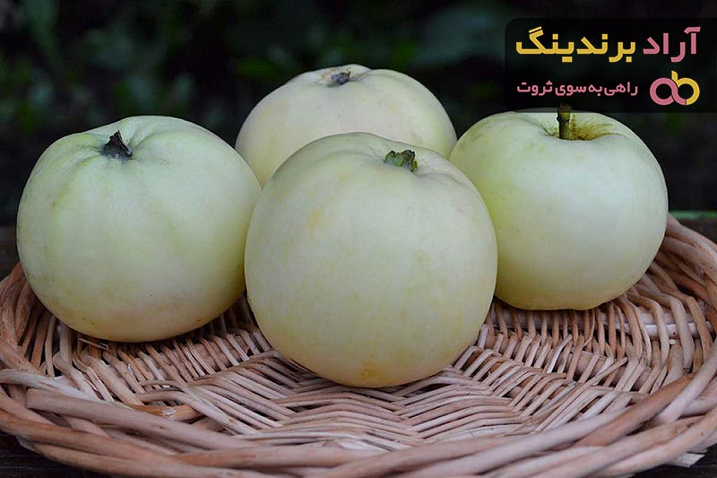 سیب سفید تهران