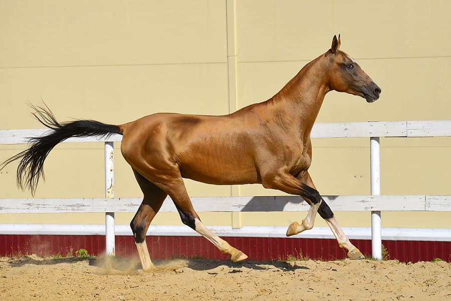 اسب ترکمن 