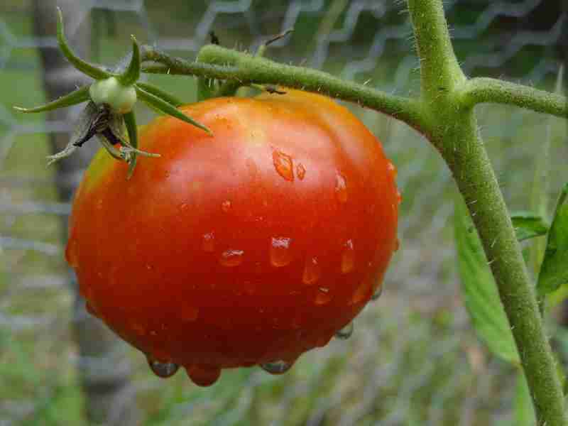 قیمت گوجه فرنگی کارخانه روژین تاک