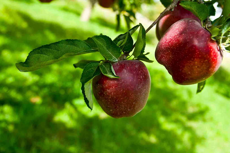 سیب درختی برای لاغری
