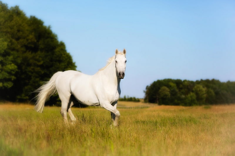 اسب نژاد فریزین سفید