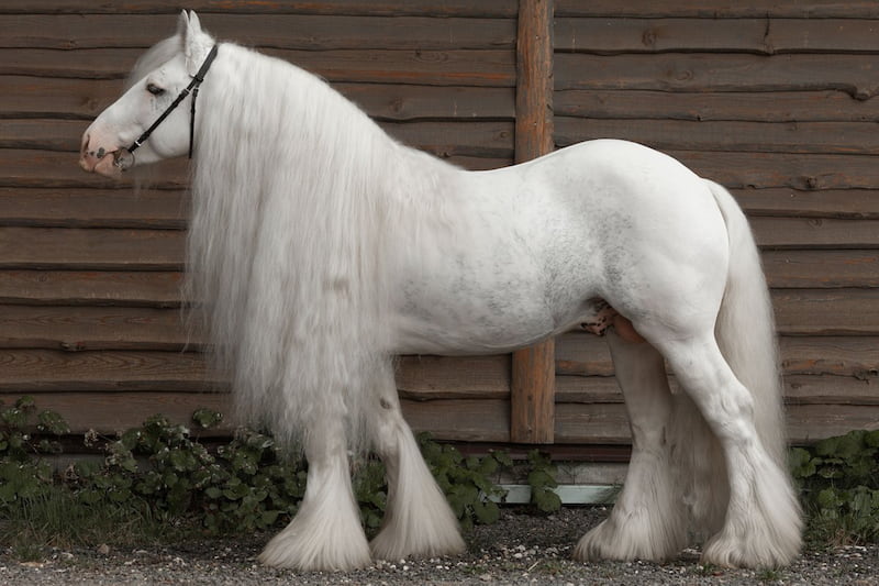  اسب پا پشمی سفید 