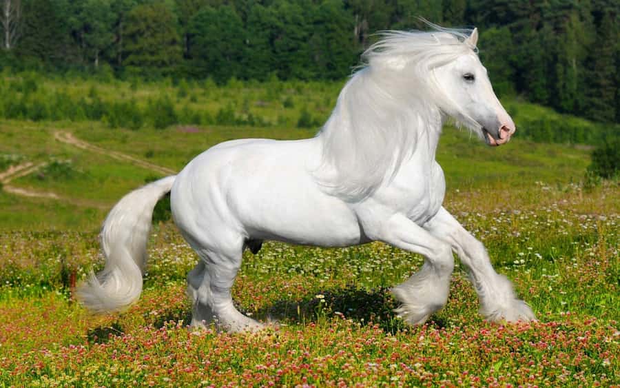 اسب جیپسی سفید