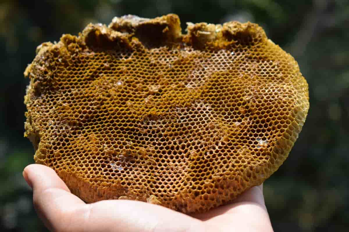 عسل طبیعی جنگل