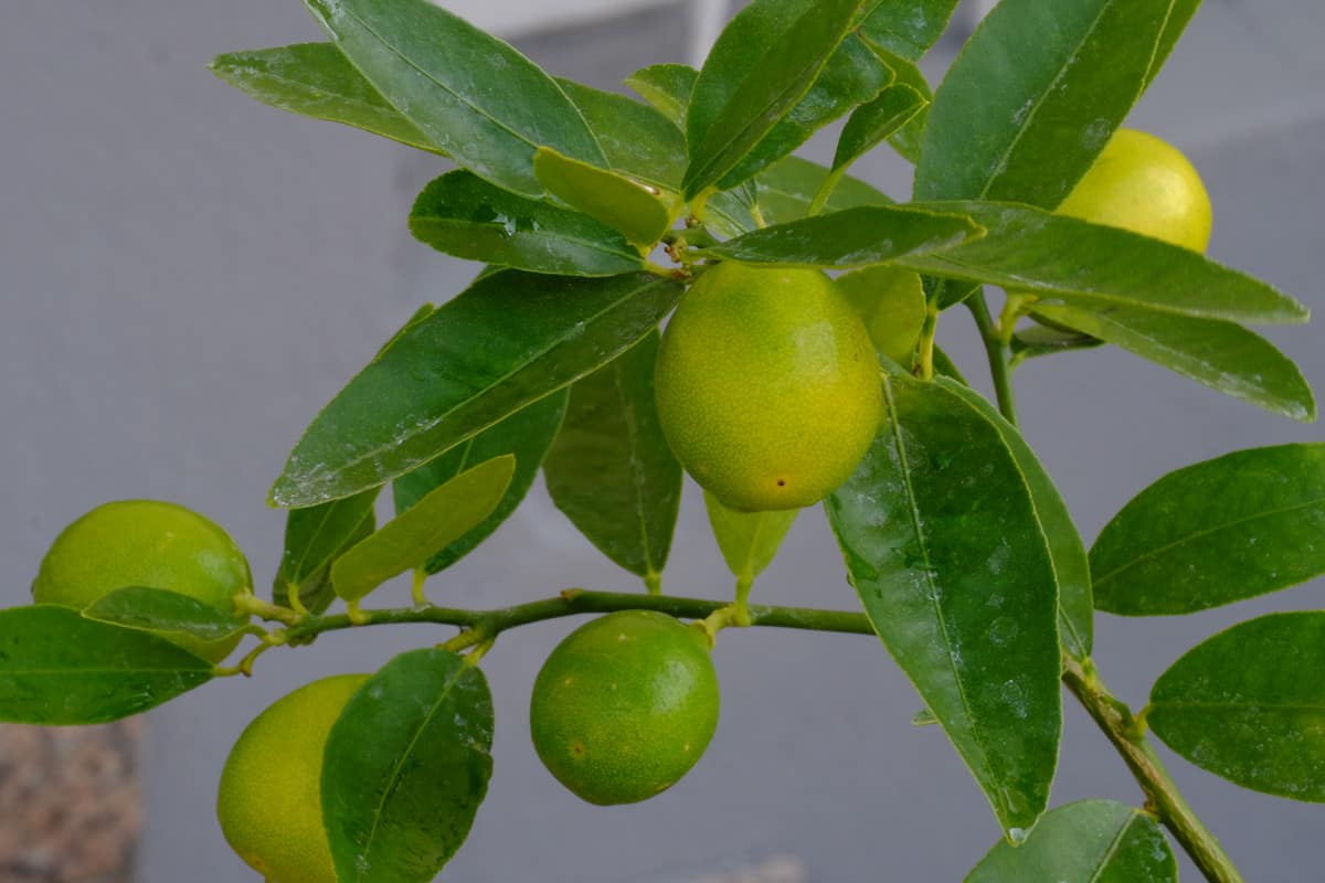 لیمو ترش کامکوات