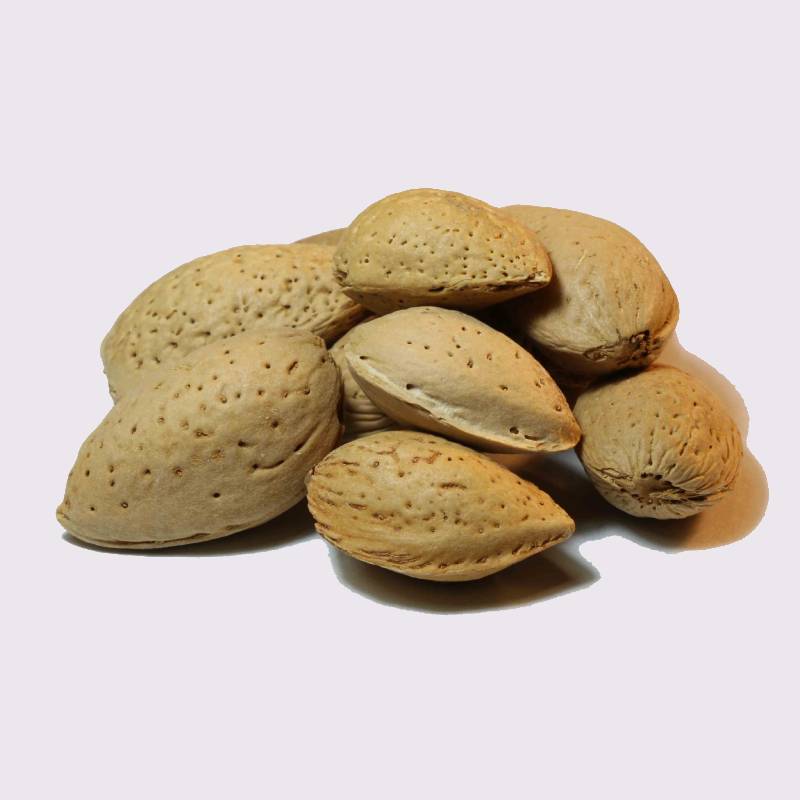 بادام سنگی ایرانی