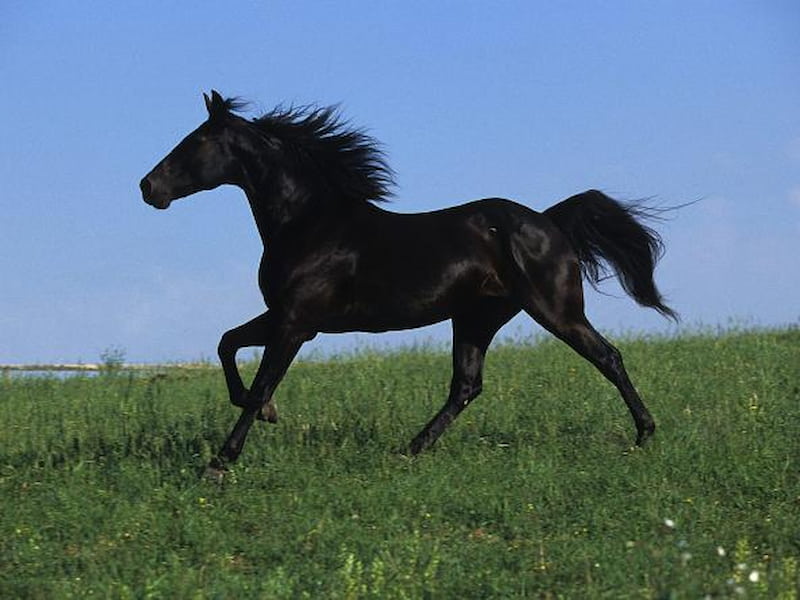اسب سیاه زیبا