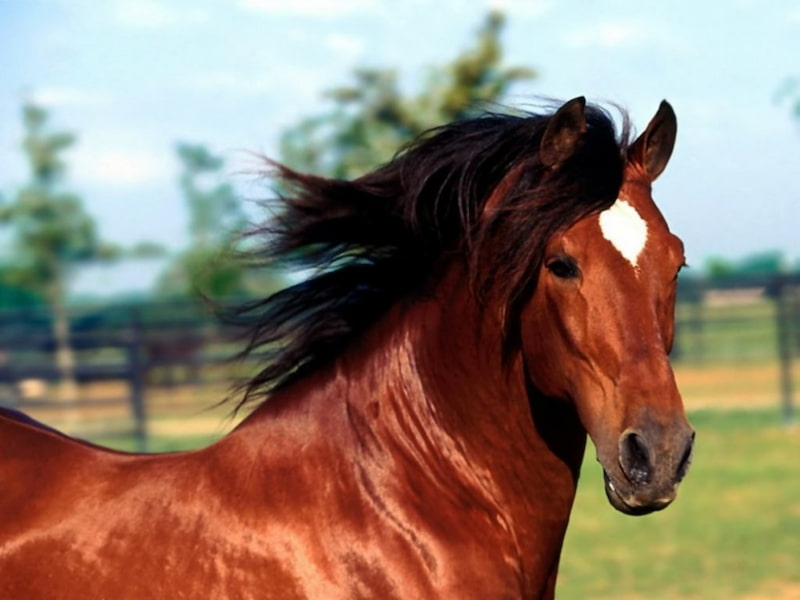اسب ترکمن شبدیز