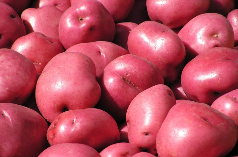 سیب زمینی قرمز در ایران