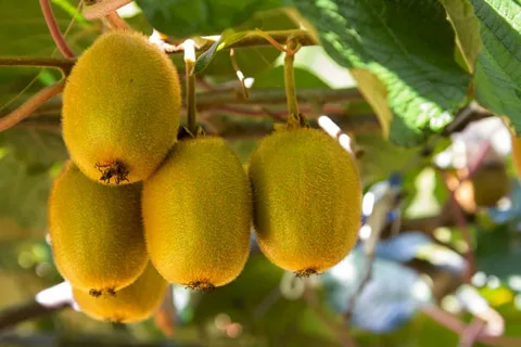  Kiwi Fruit Price 2022