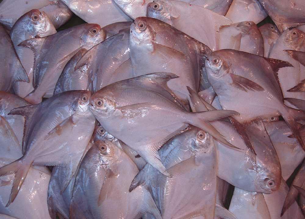 ماهی زبیدی بحرینی