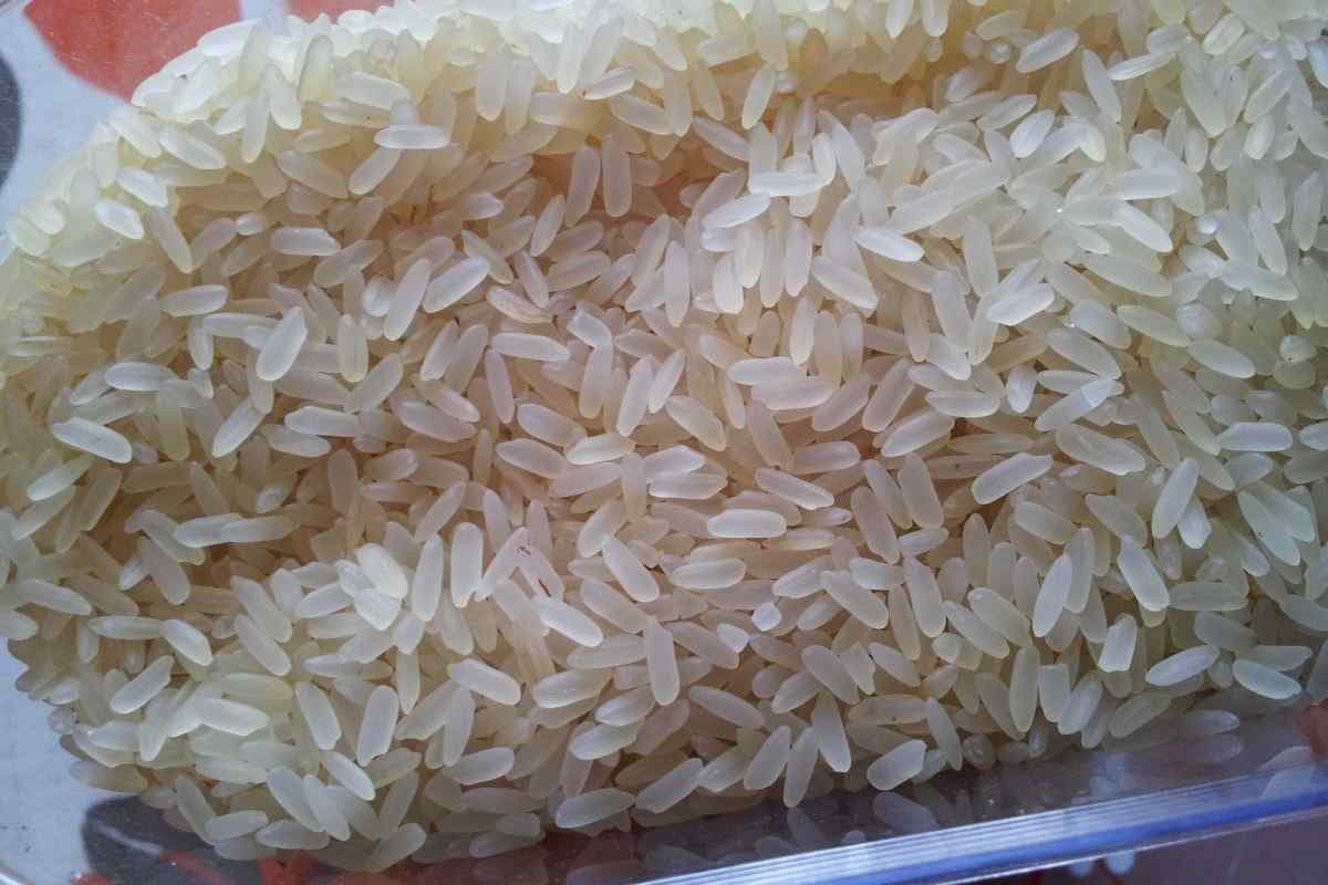  برنج فجر هایلی