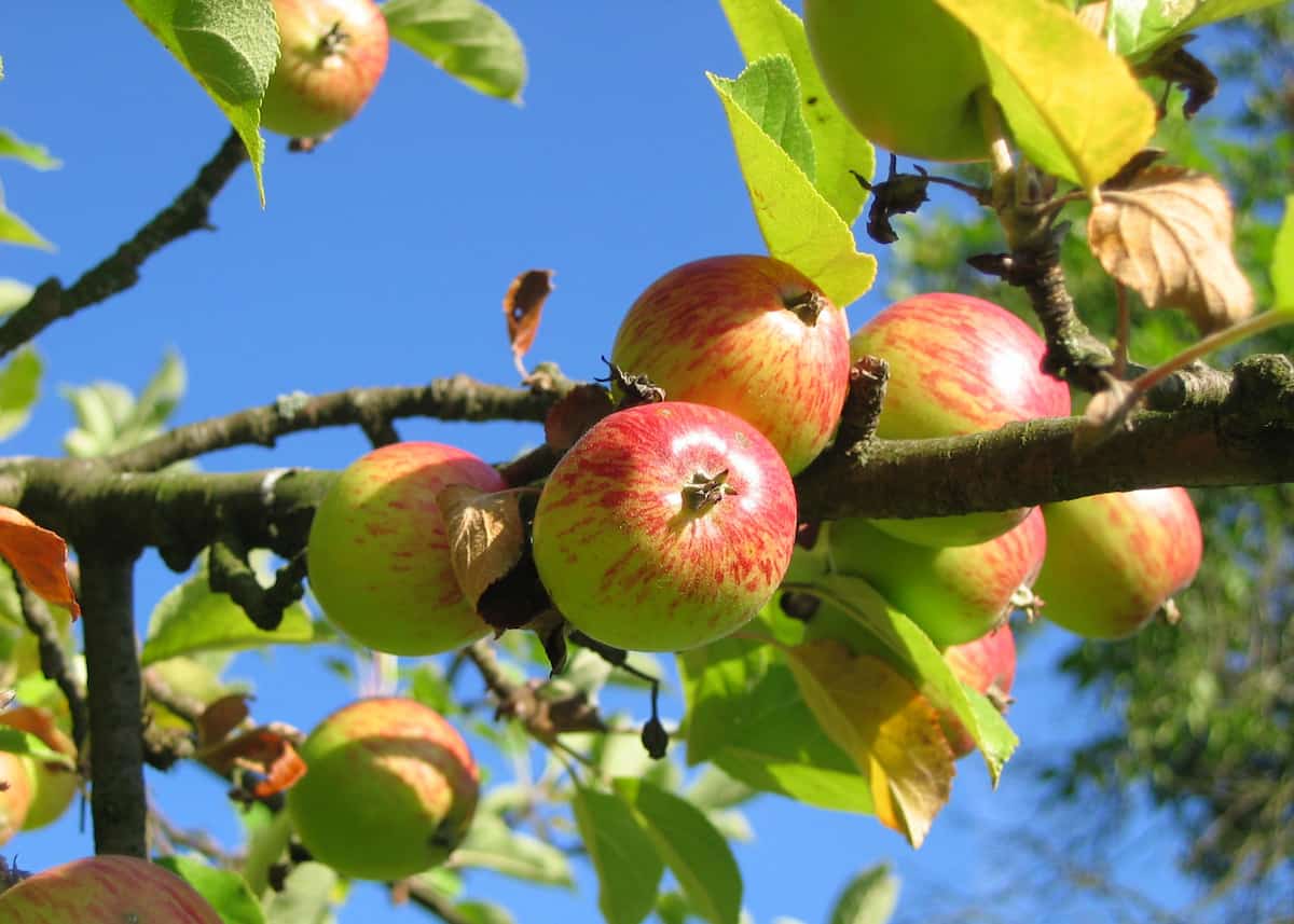 سیب درختی اصفهان