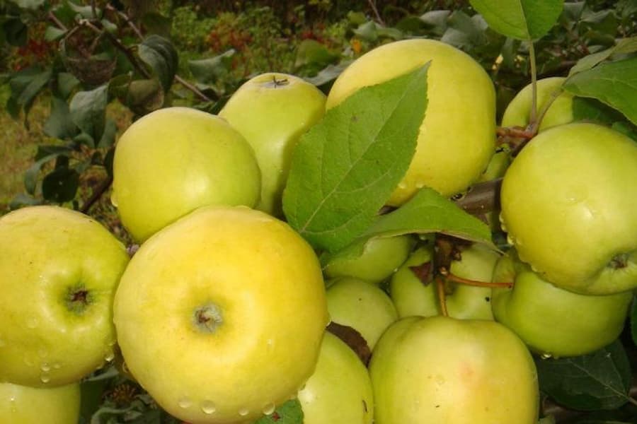 سیب درختی تهران