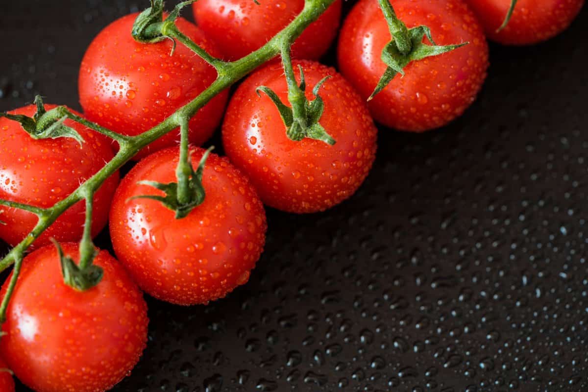 گوجه فرنگی امروز مشهد
