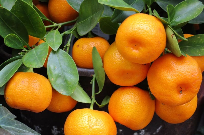 نارنگی امروز