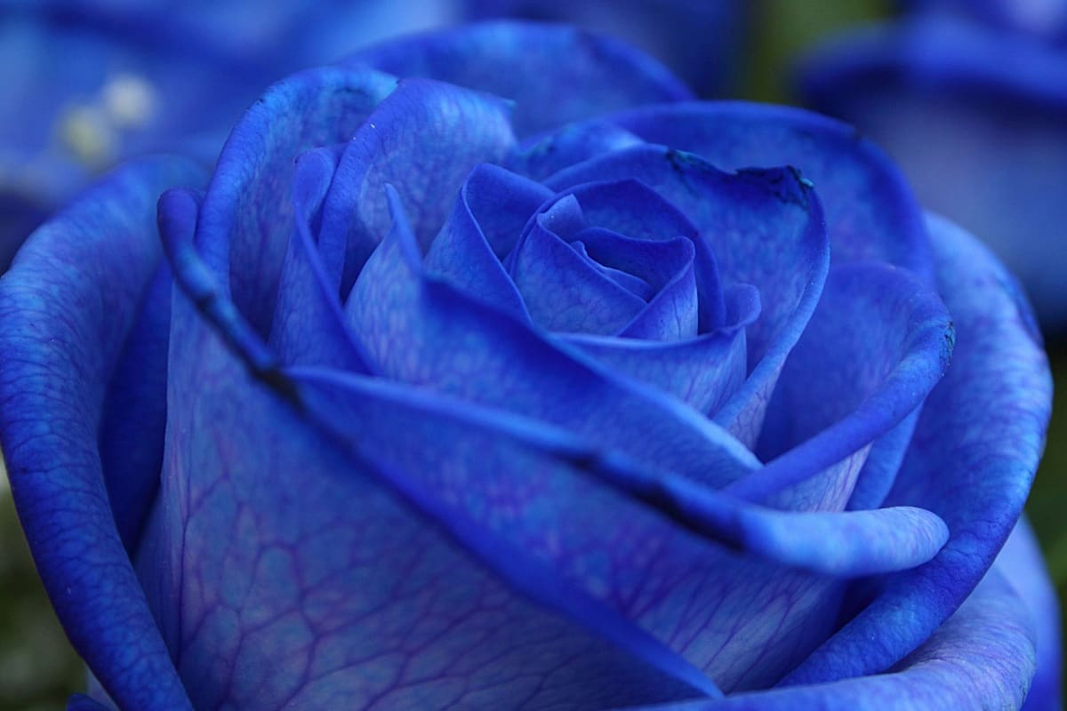 گل آبی رنگ
