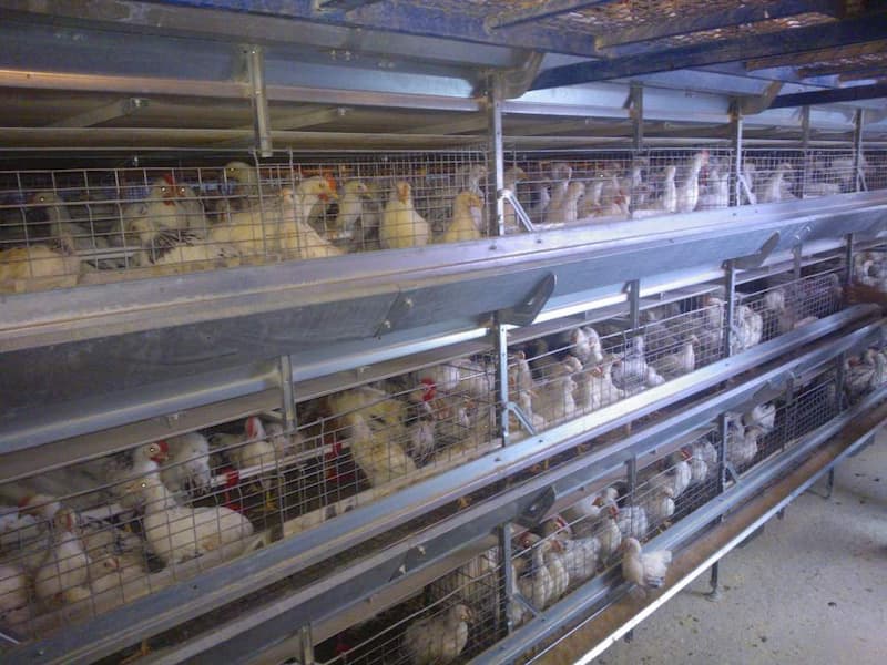 قفس مرغ تخمگذار ترکیه ای