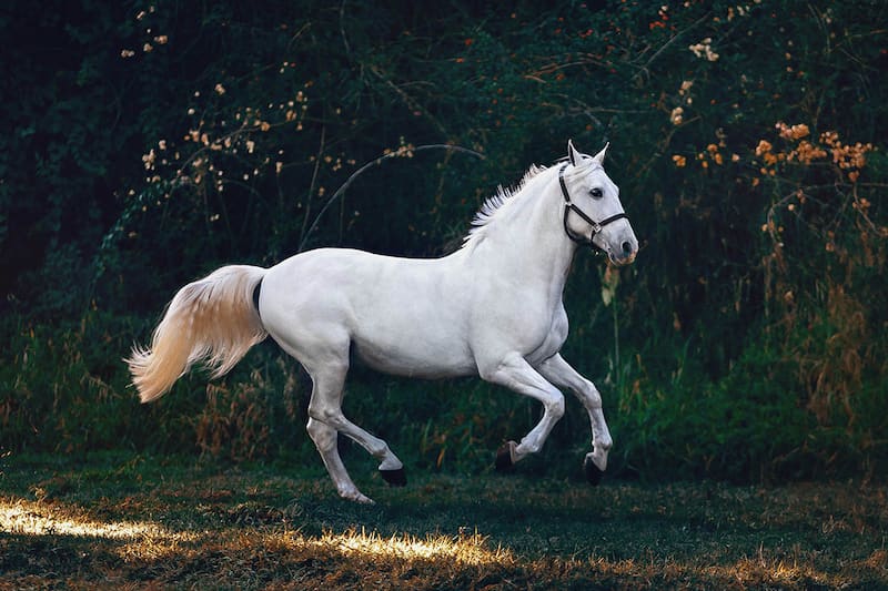 اسب سفید فریزین