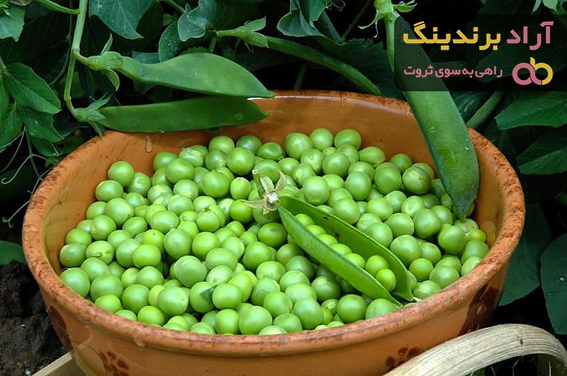 قیمت نخود فرنگی در بازار تهران