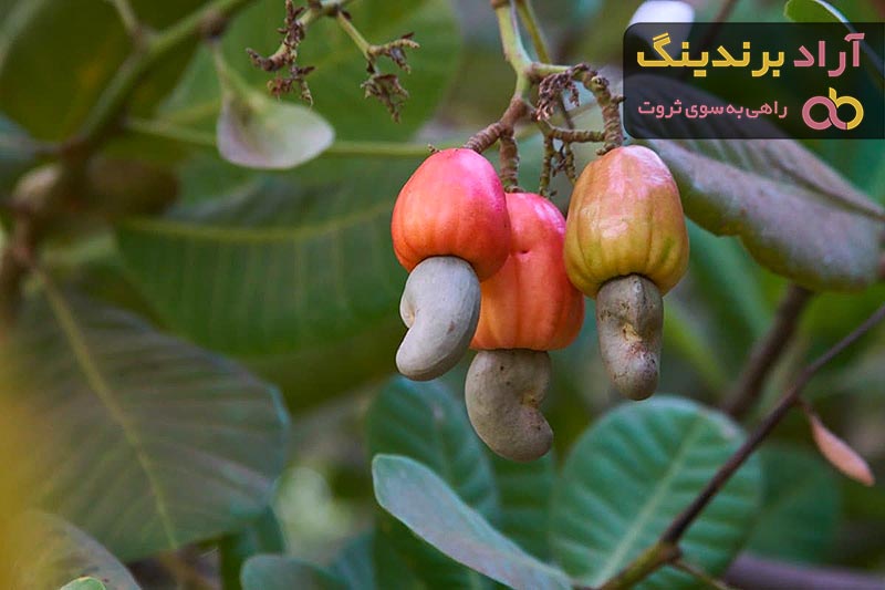Cashew Nut Shell Price 