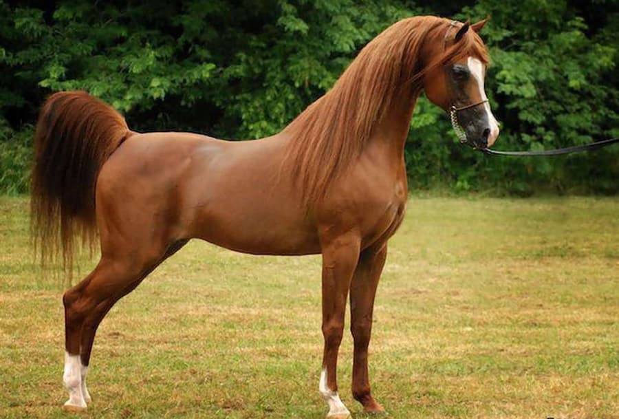 اسب عرب اصیل
