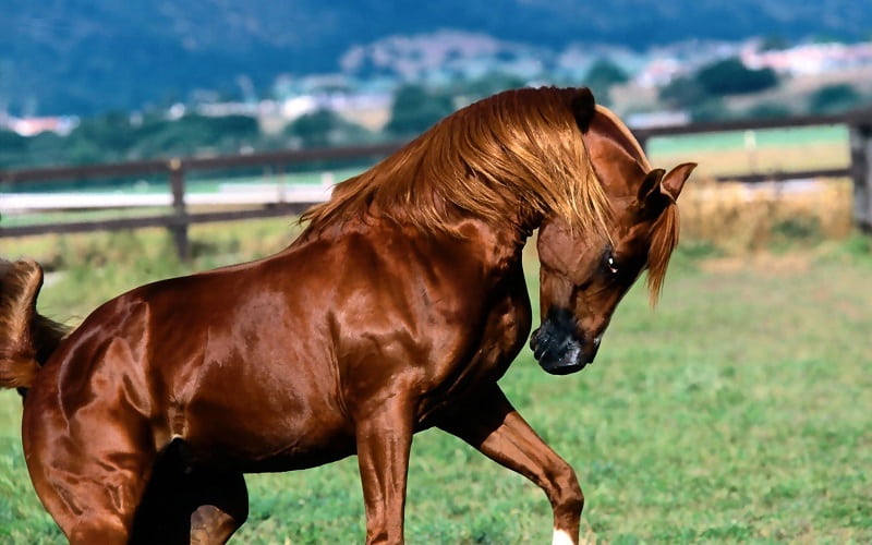 اسب ترکمن قرنجیک