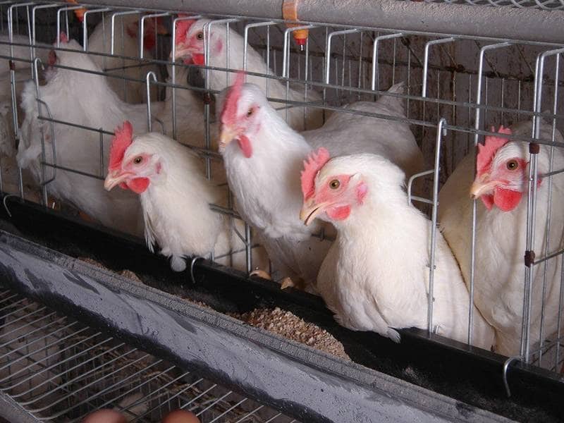 قفس حمل مرغ زنده دست دوم